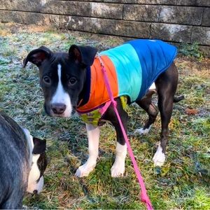 Dog winter jacket coat medium.Heart to tail. Puppy not included